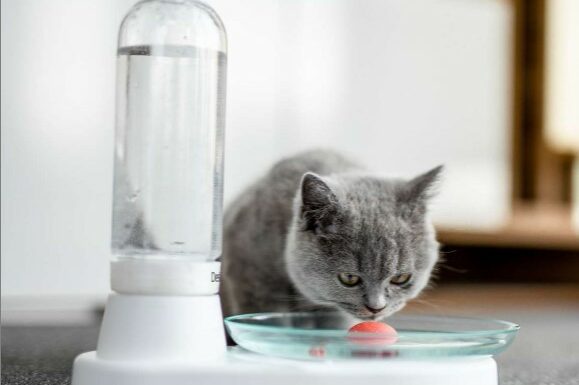 KittySpring 天然貓咪飲水器 (10月11日寄出)