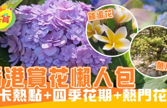 香港賞花懶人包 打卡熱點+四季花期+熱門花種