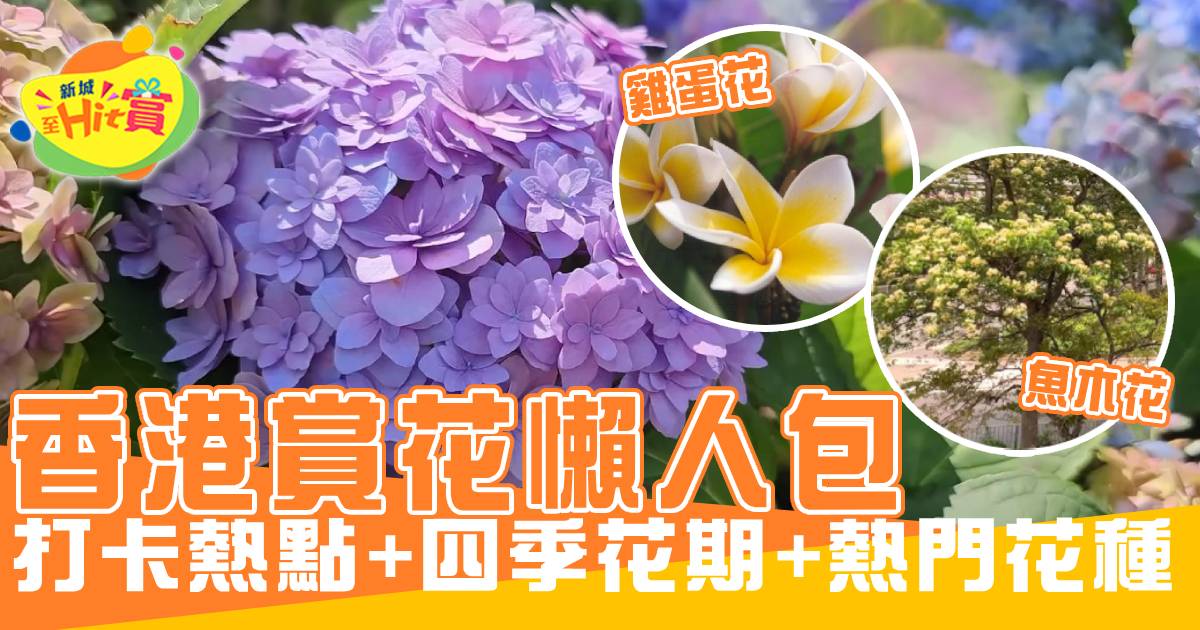 香港賞花懶人包 打卡熱點+四季花期+熱門花種